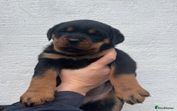 Rottweiler dogs for sale: Outstanding litter of Rotweiller Puppies  - Image 13
