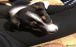 Border Collie dogs for sale: Border collie - Image 5