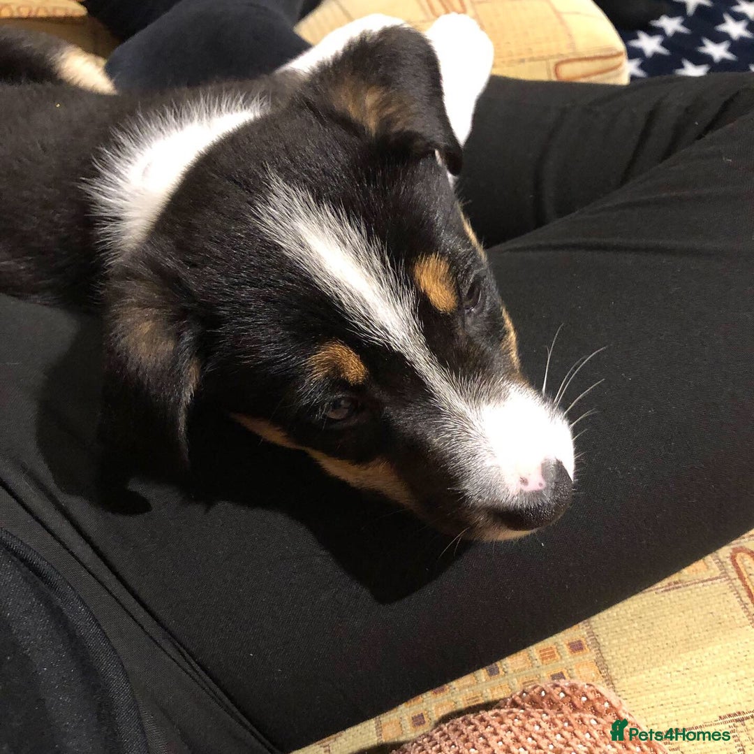 Border Collie dogs for sale: Border collie - Image 5
