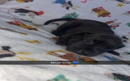 Staffordshire Bull Terrier dogs for sale: Staffordshire bull terrier puppies  - Image 8