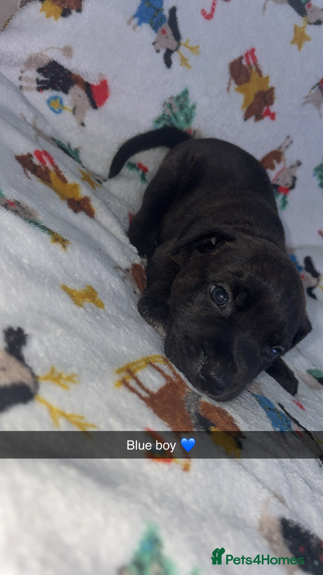 Staffordshire Bull Terrier dogs for sale: Staffordshire bull terrier puppies  - Image 8