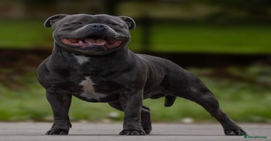 Staffordshire Bull Terrier dogs in Birkenhead - Advert 9