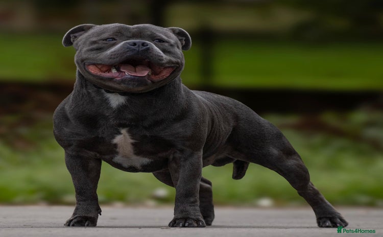 Staffordshire Bull Terrier dogs in Birkenhead - Advert 1