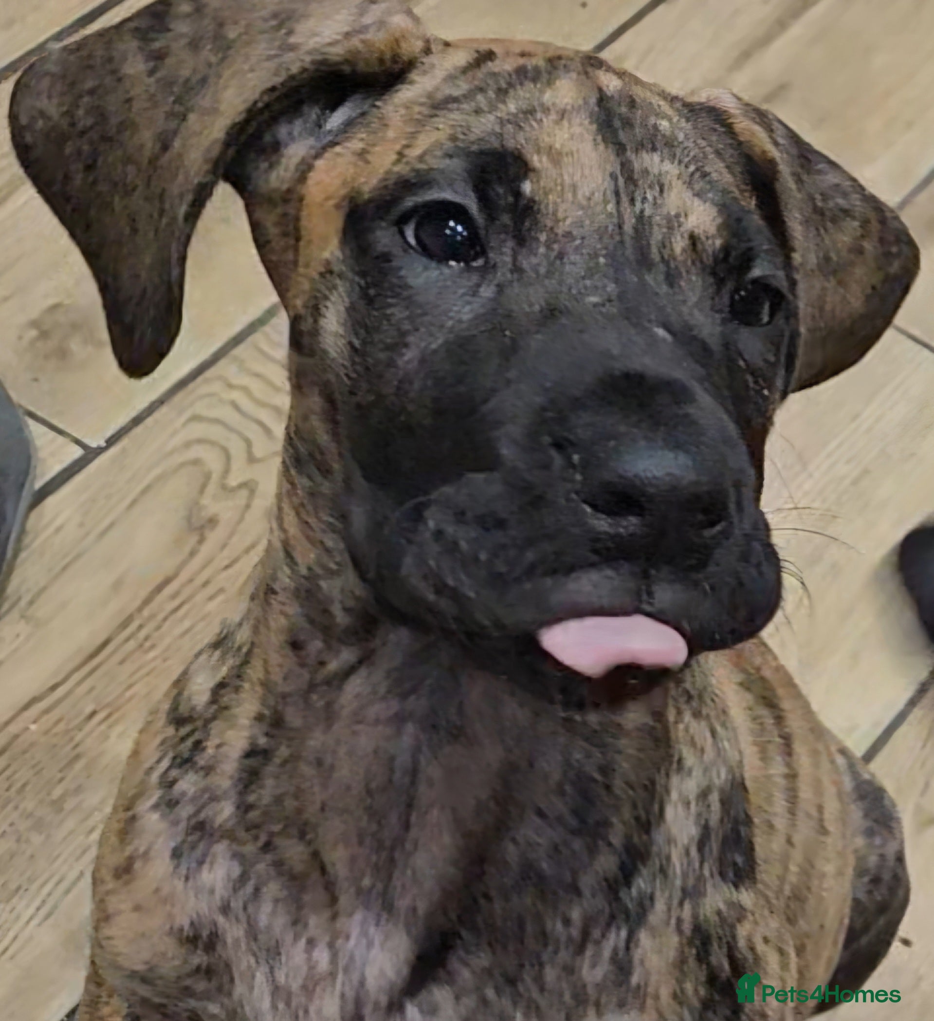 Great Dane dogs READY,FULLY VACC'D Stunning Brindle Great Dane Pup - Advert 1
