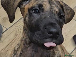 Great Dane dogs READY,FULLY VACC'D Stunning Brindle Great Dane Pup - Advert 10
