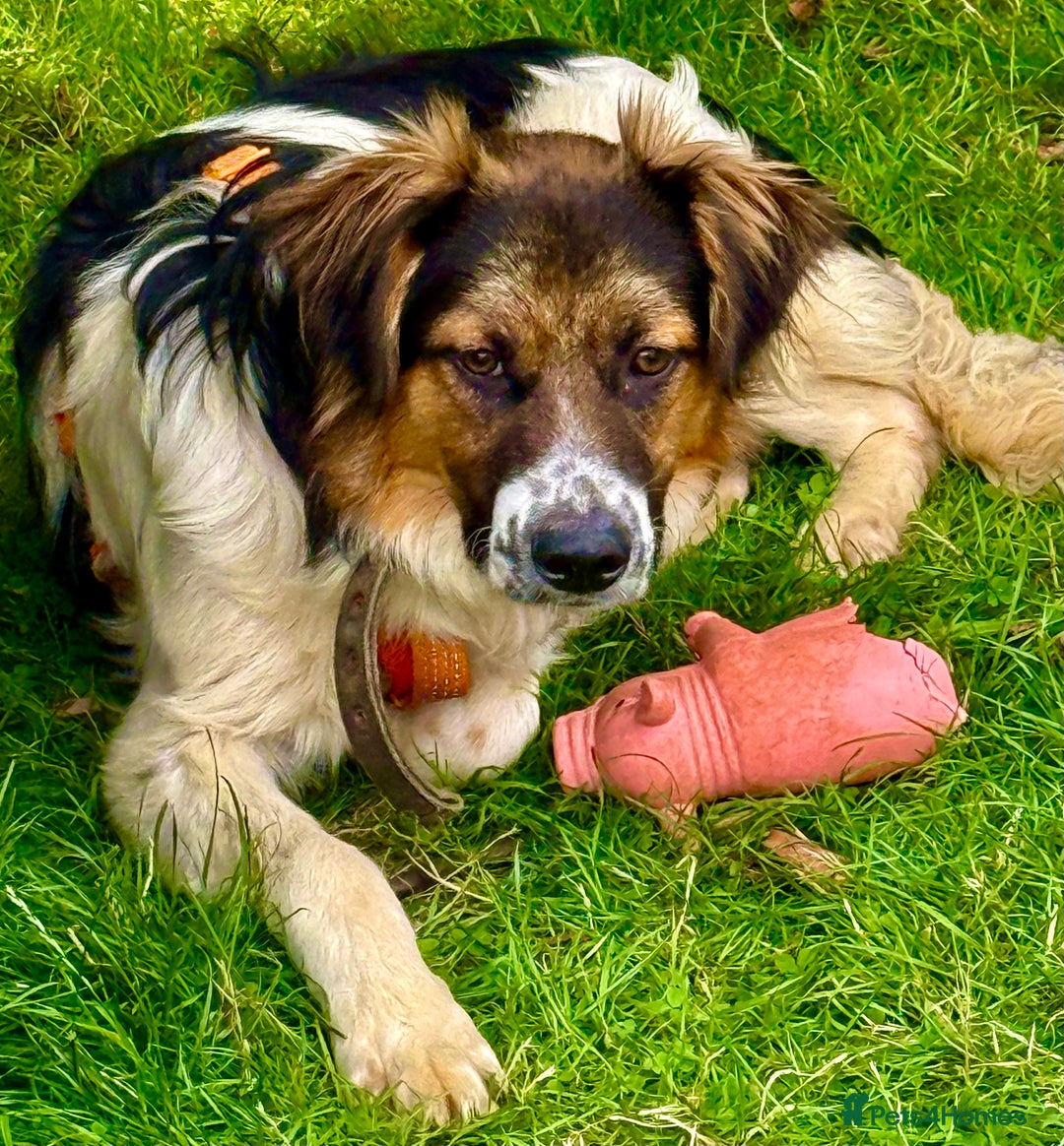 Border Collie dogs for adoption: Rex – The Silent Fighter Minutes from death. - Image 4
