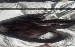 Bombay cats for sale: Shadow - Bombay - Image 5