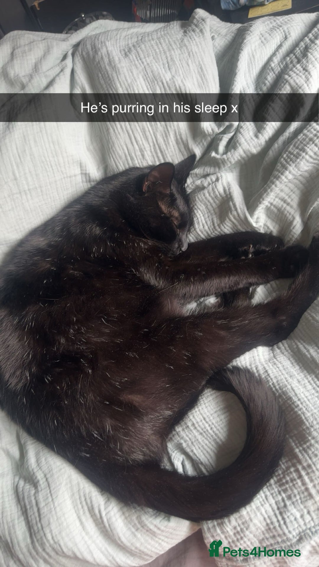 Bombay cats for sale: Shadow - Bombay - Image 5