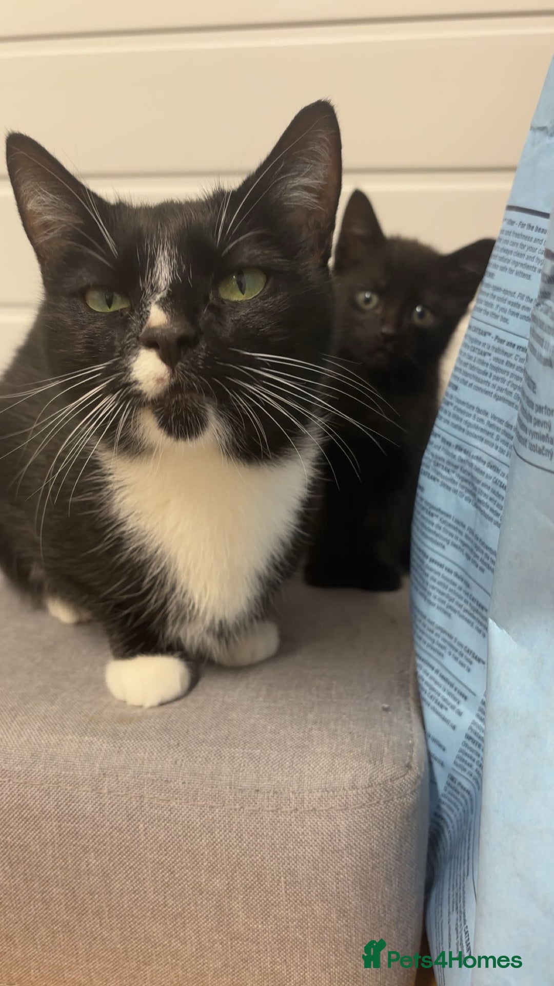 Mixed Breed cats for sale: Female kitten need to go ASAP - Image 5