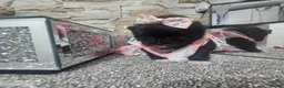 Pomeranian dogs for sale:  **   ** s Pomeranian puppy in Doncaster - Advert 2