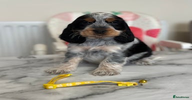 Cocker Spaniel dogs - Advert 1