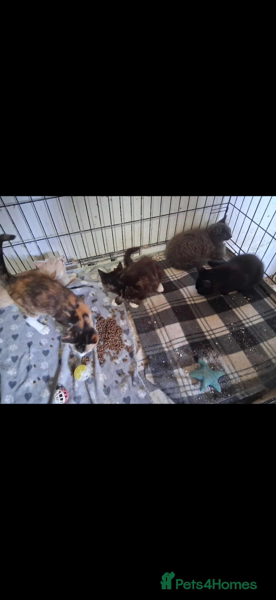 British Shorthair cats for sale: Kittens for sale in Cullompton - Advert 6
