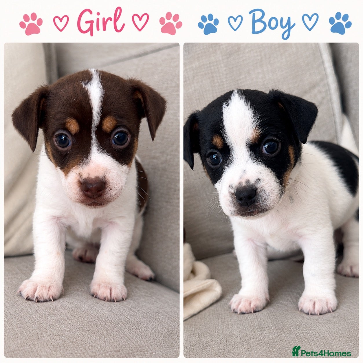 Jack Russell dogs Jack Russel.. Ready 26th sept! 1 girl 1 boys left. - Advert 1