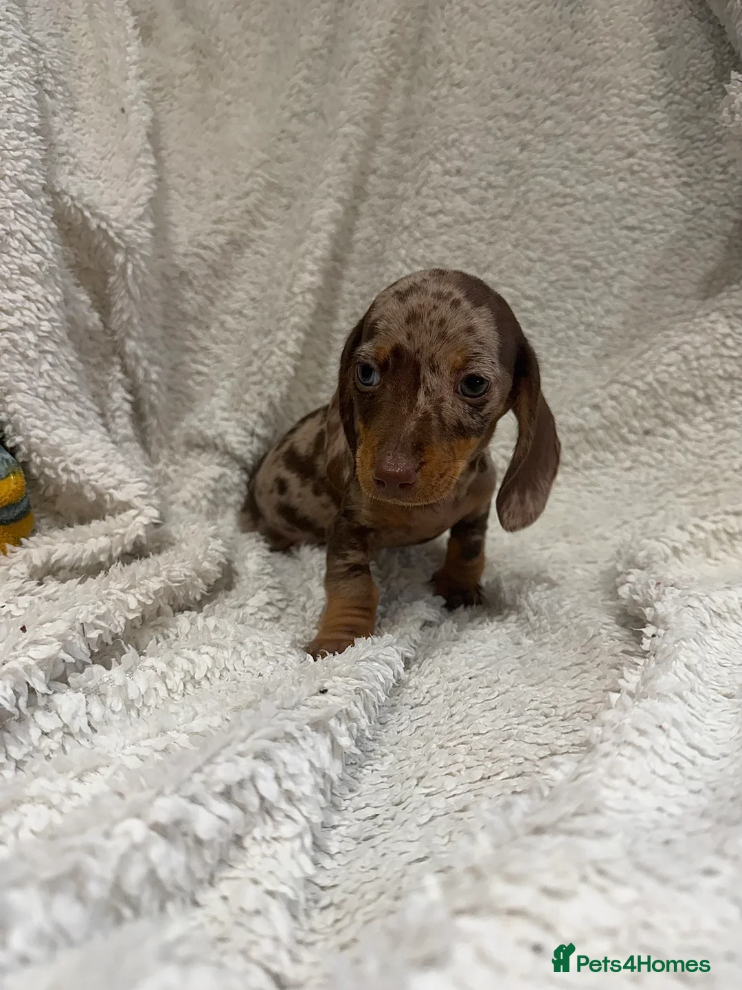 Miniature Dachshund dogs for sale: Beautiful Dachshund Male Puppies Ready now  - Advert 3