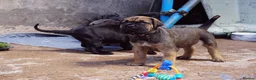 Cane Corso dogs for sale: Quality cane corso puppies - limited available  - Advert 11