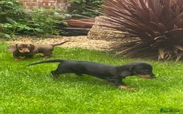 Dachshund dogs for sale:  Only one girl left 💕SOLD  - Image 19