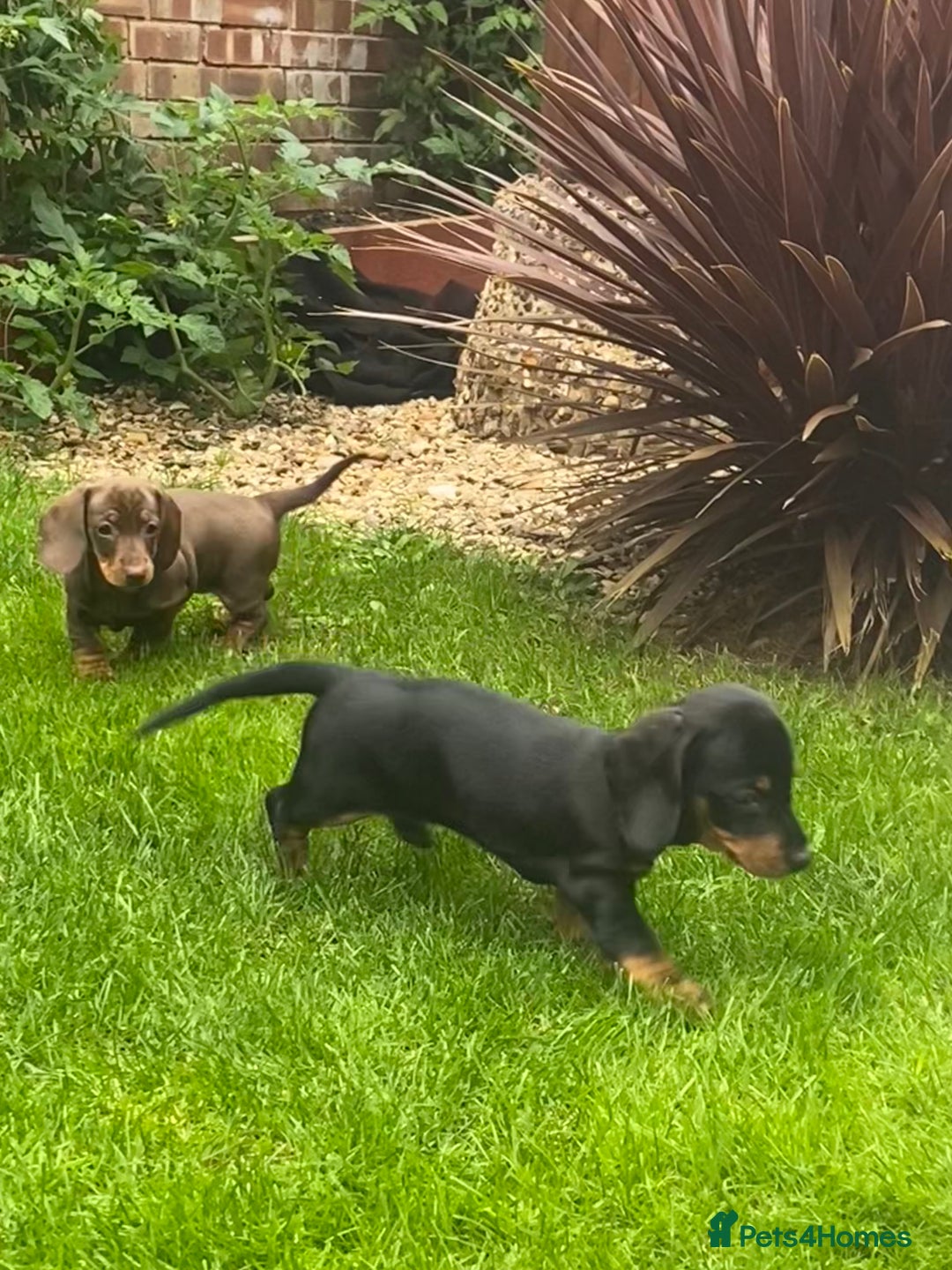 Dachshund dogs for sale:  Only one girl left 💕SOLD  - Image 19