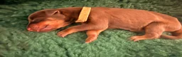 Dobermann dogs for sale: KC Registered Dobermans | 91 Champions in Parents - Advert 11