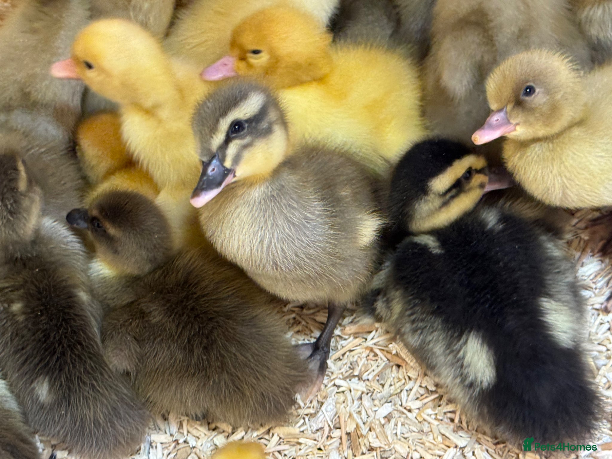 Ducks poultry Runner cross ducklings. - Advert 2