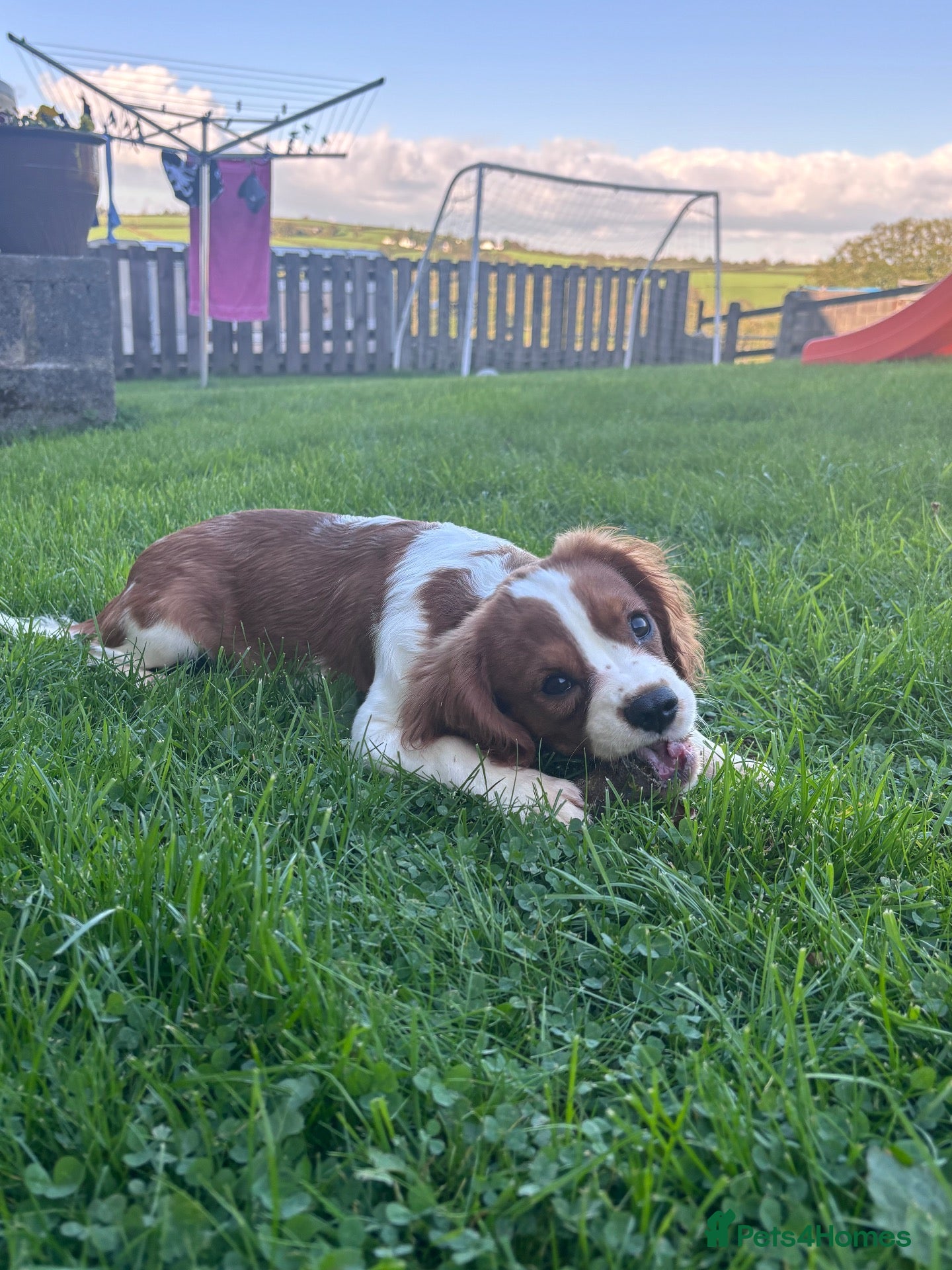 Cavalier King Charles Spaniel dogs Gorgeous chunky little puppies READY now - Advert 2