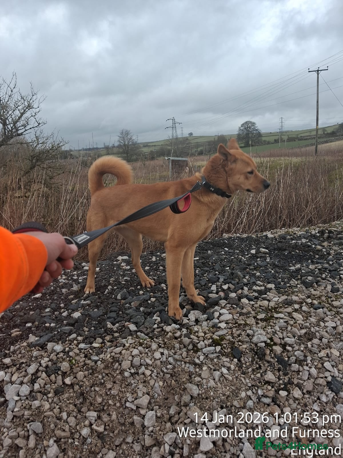 Mixed Breed dogs Bella - Advert 1