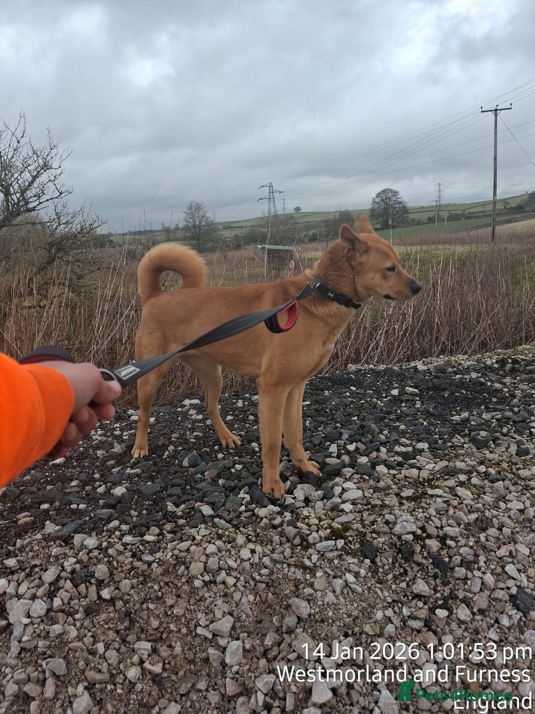 Mixed Breed dogs for sale: Bella - Advert 1