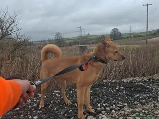 Mixed Breed dogs Bella - Advert 12