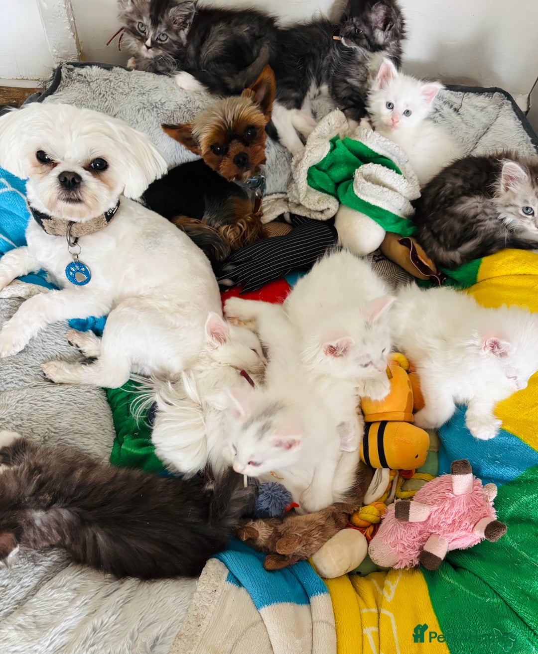 Maine Coon cats for sale: MAINE COON KITTENS SOME POLYDACTYL  - Image 9