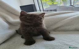 British Shorthair cats for sale: GCCF British Shorthair Kittens Champion Bloodline  - Image 18
