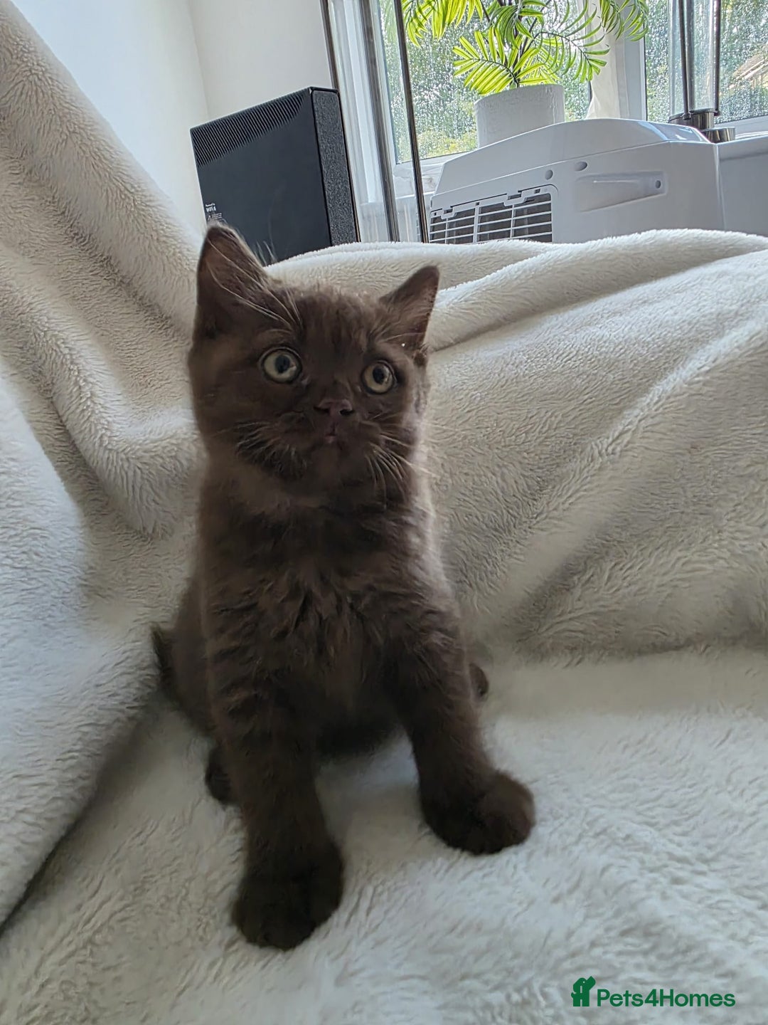 British Shorthair cats for sale: GCCF British Shorthair Kittens Champion Bloodline  - Image 18