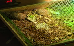 Tortoise reptiles for sale: Breeding pair of horse field tortoises with home - Image 4