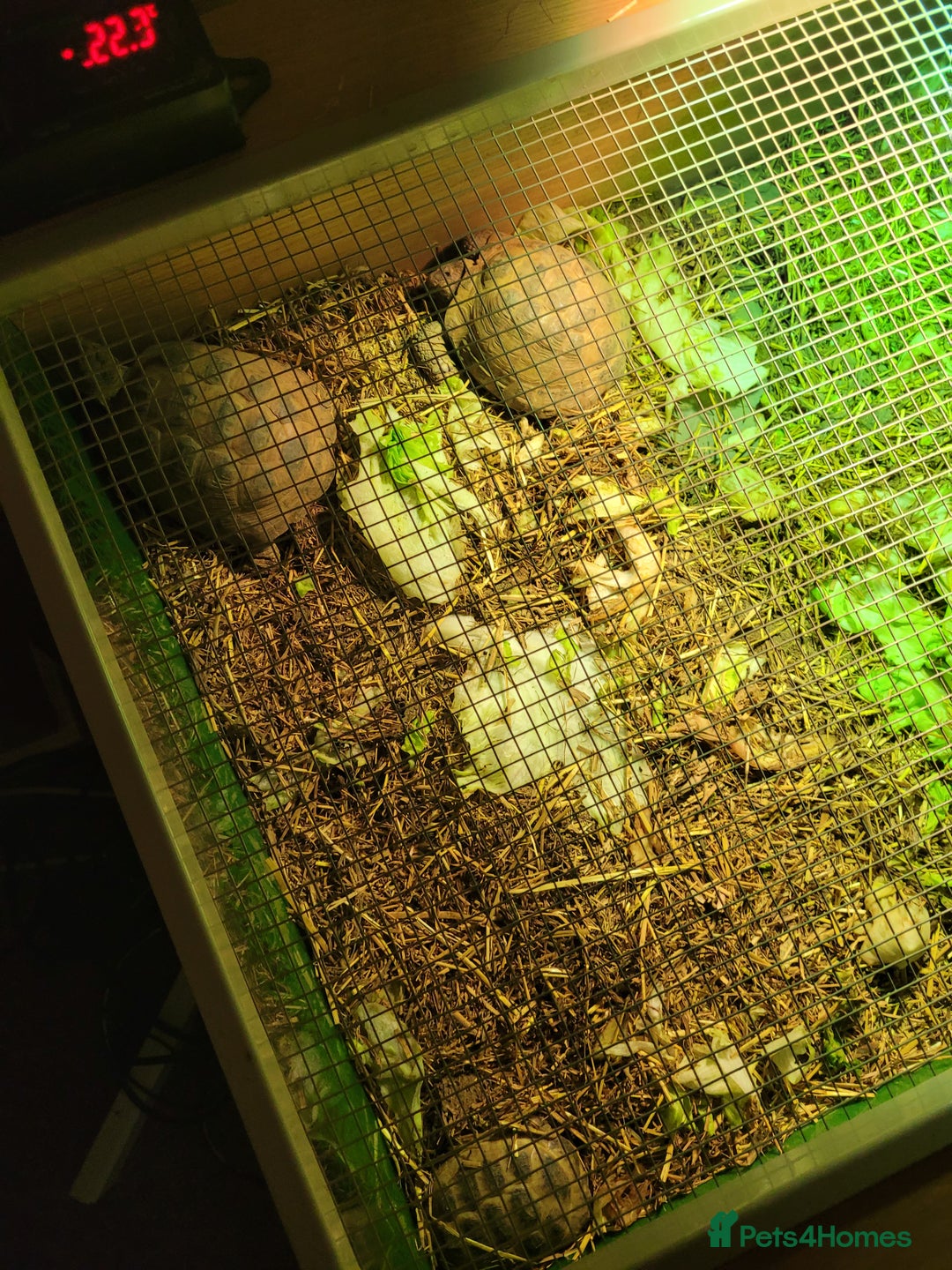 Tortoise reptiles for sale: Breeding pair of horse field tortoises with home - Image 4