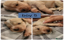 Mixed Breed dogs for sale: Rare silky cocker puppies  - Image 4