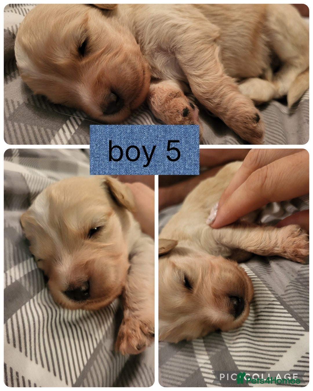 Mixed Breed dogs for sale: Rare silky cocker puppies  - Image 4