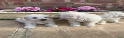 Westiepoo dogs for sale: Westie-poos  in Middlesbrough - Advert 5