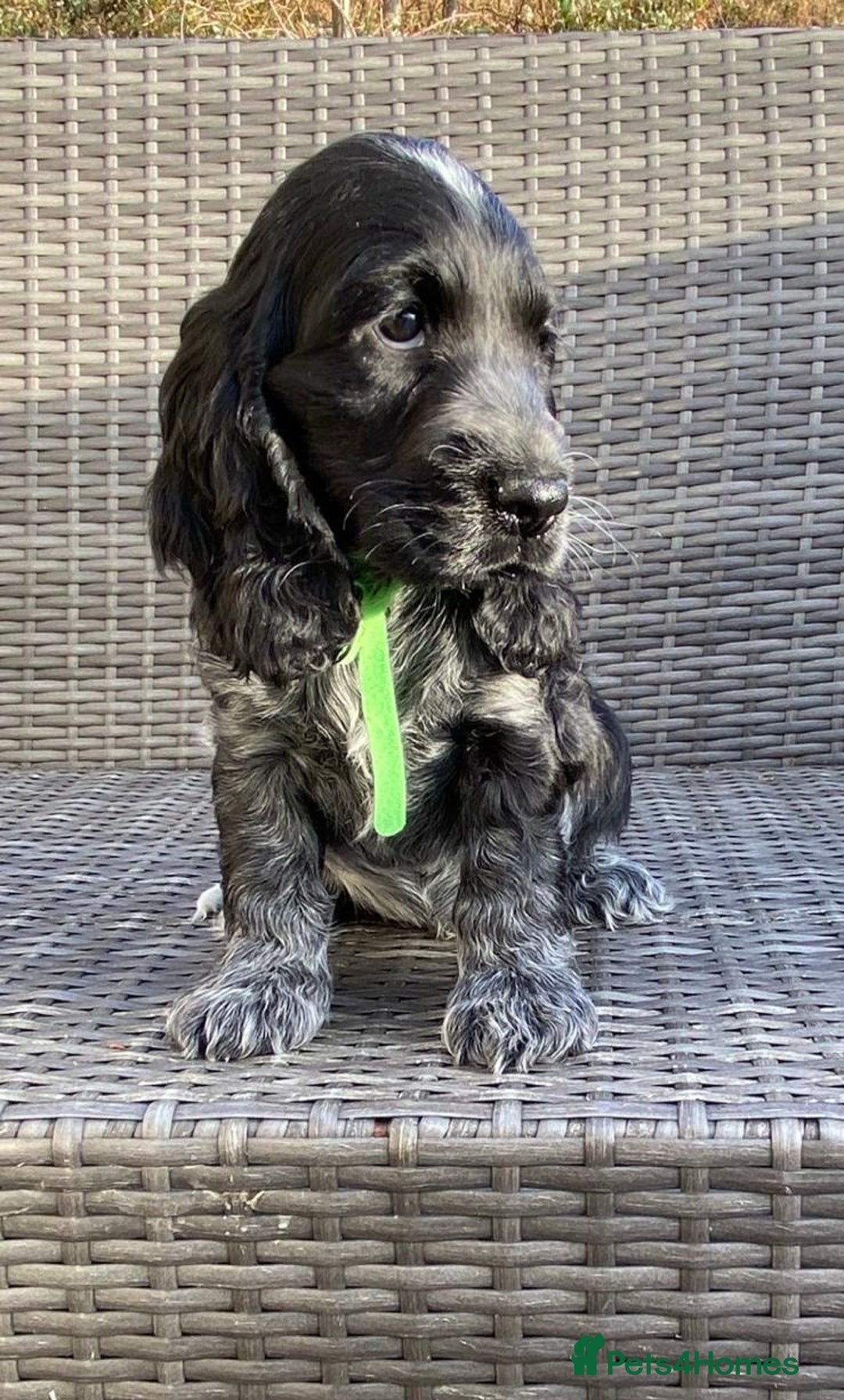 Cocker Spaniel dogs for sale: KC Registered Cocker Spaniel Pups For Sale - Advert 6