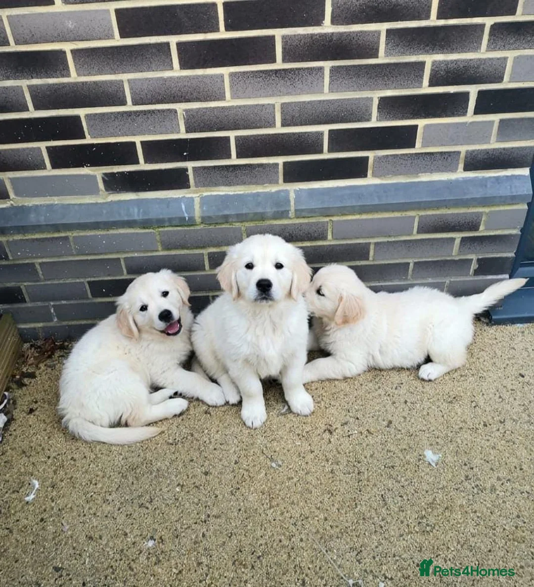 Golden Retriever dogs for sale: Golden retriever puppies  in Hornchurch - Advert 2