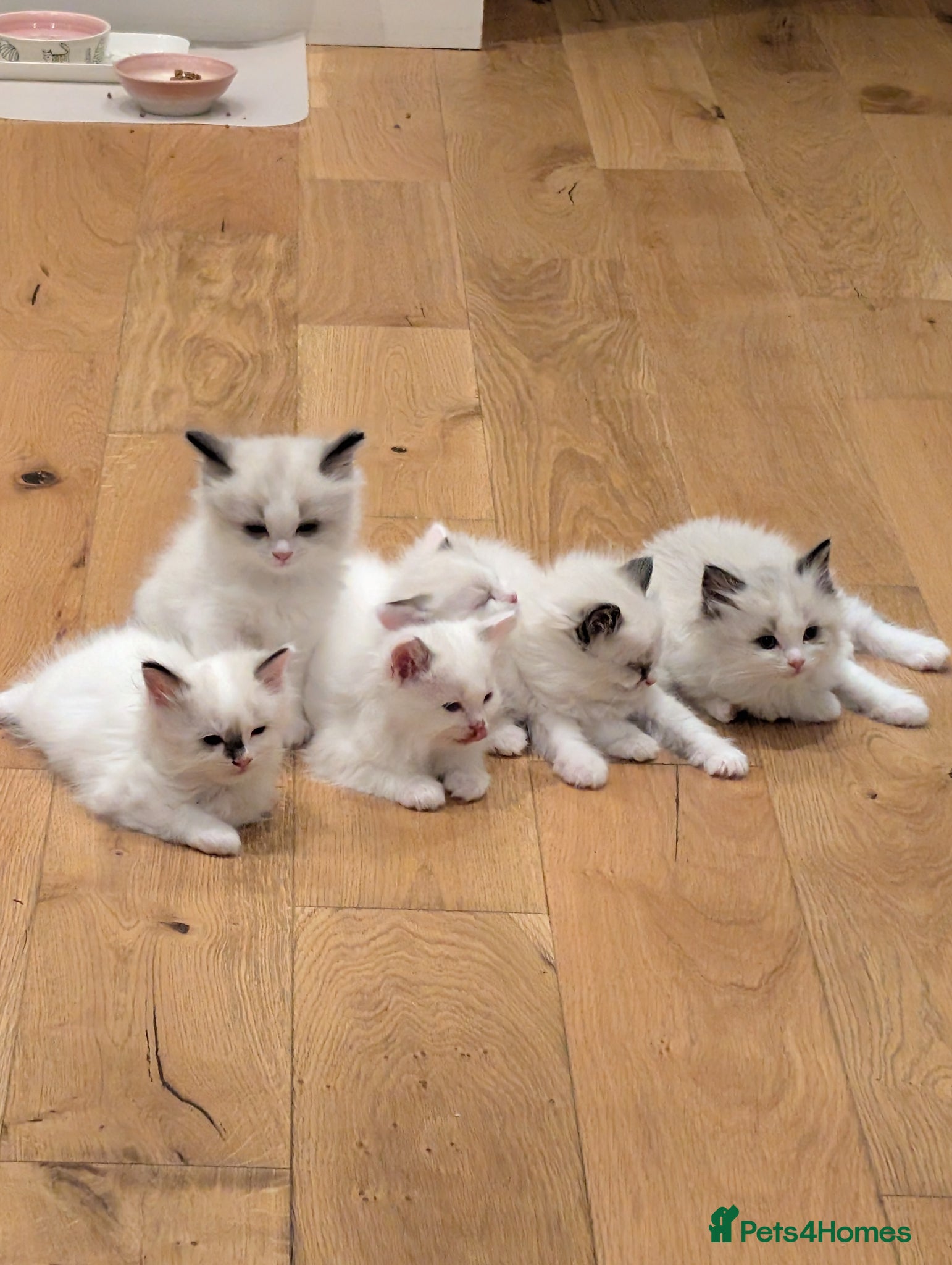 Ragdoll cats Adorable little Ragdolls  - Advert 2