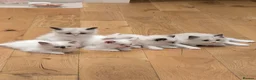 Ragdoll cats for sale: Adorable little Ragdolls  - Advert 3