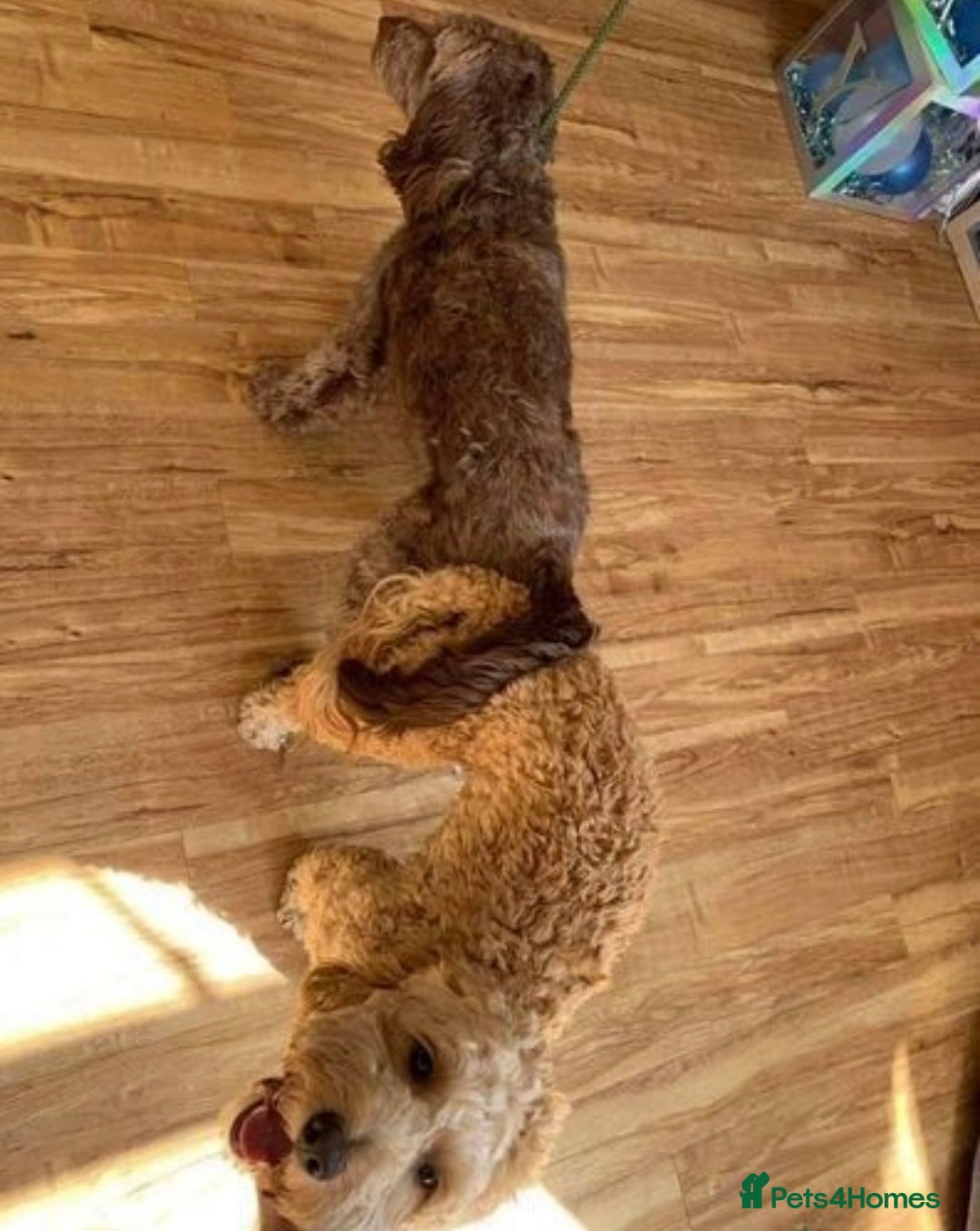 Cockapoo dogs for stud: Experienced Health Testa Cockapoo F1B Stud in Southampton - Image 7
