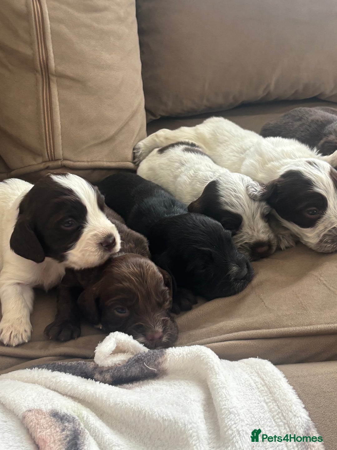 Cocker Spaniel dogs for sale: Cocker spaniel puppies  - Image 33