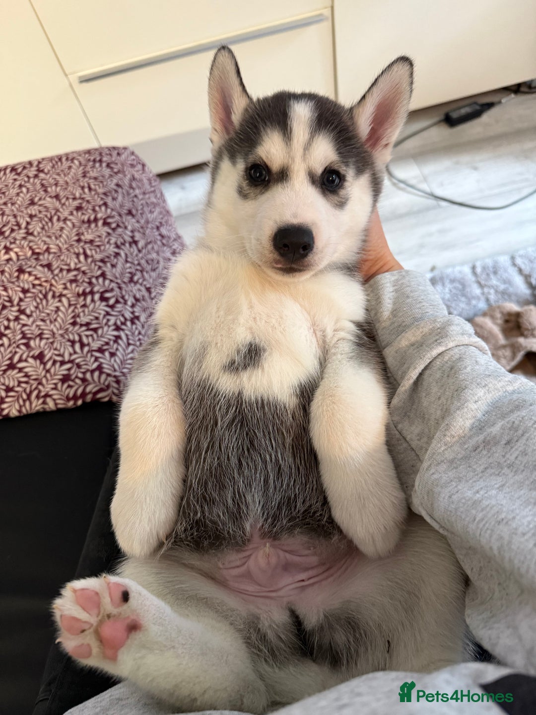 Siberian Husky dogs for sale: Strong Chunky Siberian Husky puppy’s  - Image 27