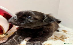Shih Tzu dogs for sale: 3x Beautiful Pedigree Imperial Shih Tzu Girls - Advert 9