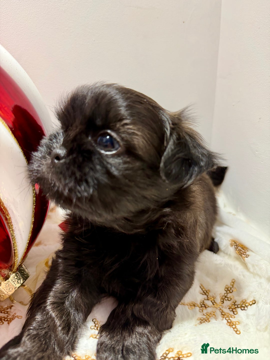 Shih Tzu dogs for sale: 3x Beautiful Pedigree Imperial Shih Tzu Girls - Advert 9