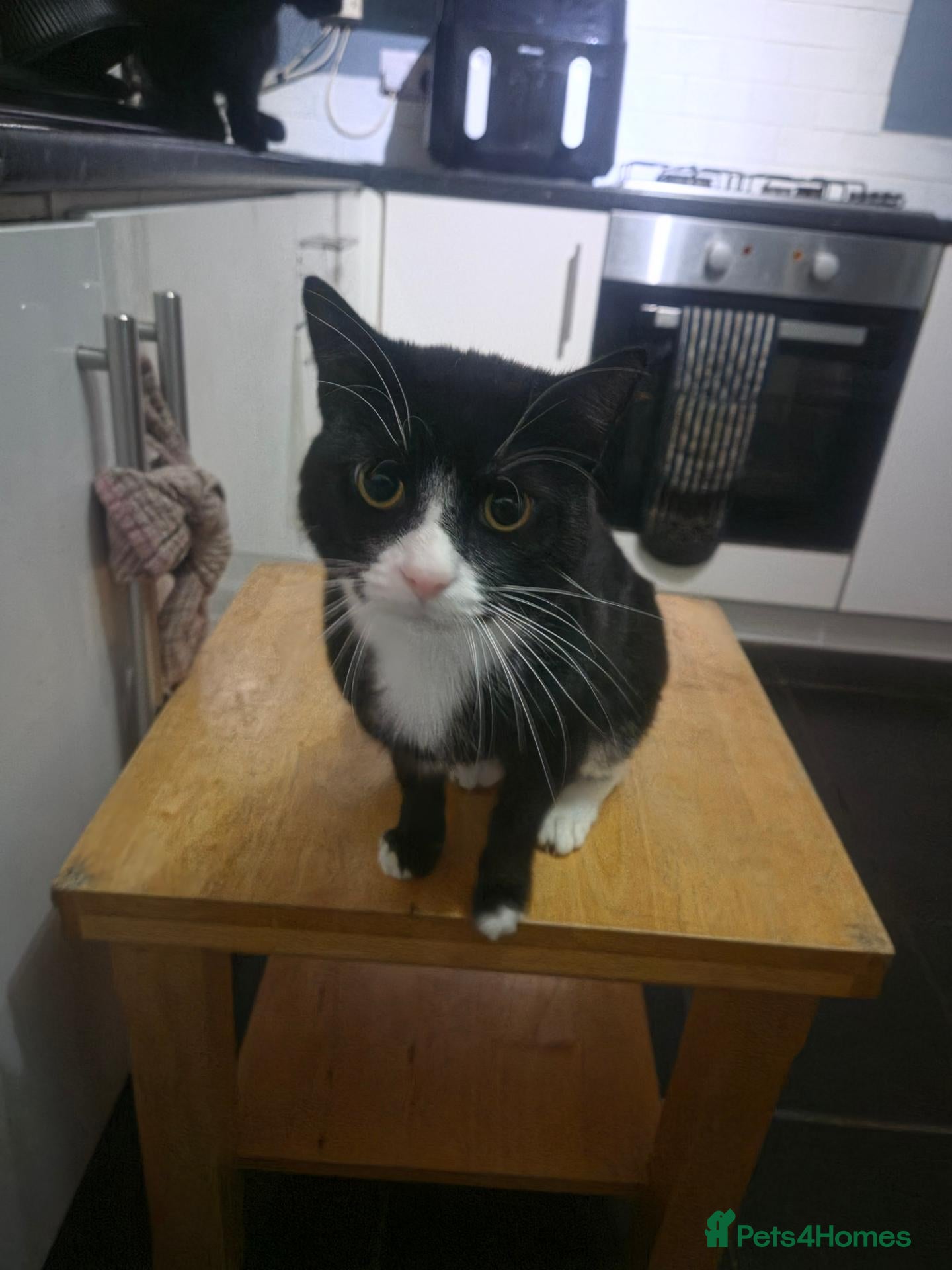 Mixed Breed cats for sale: 2 male black cats - Advert 3
