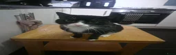 Mixed Breed cats for sale: 2 male black cats - Advert 1