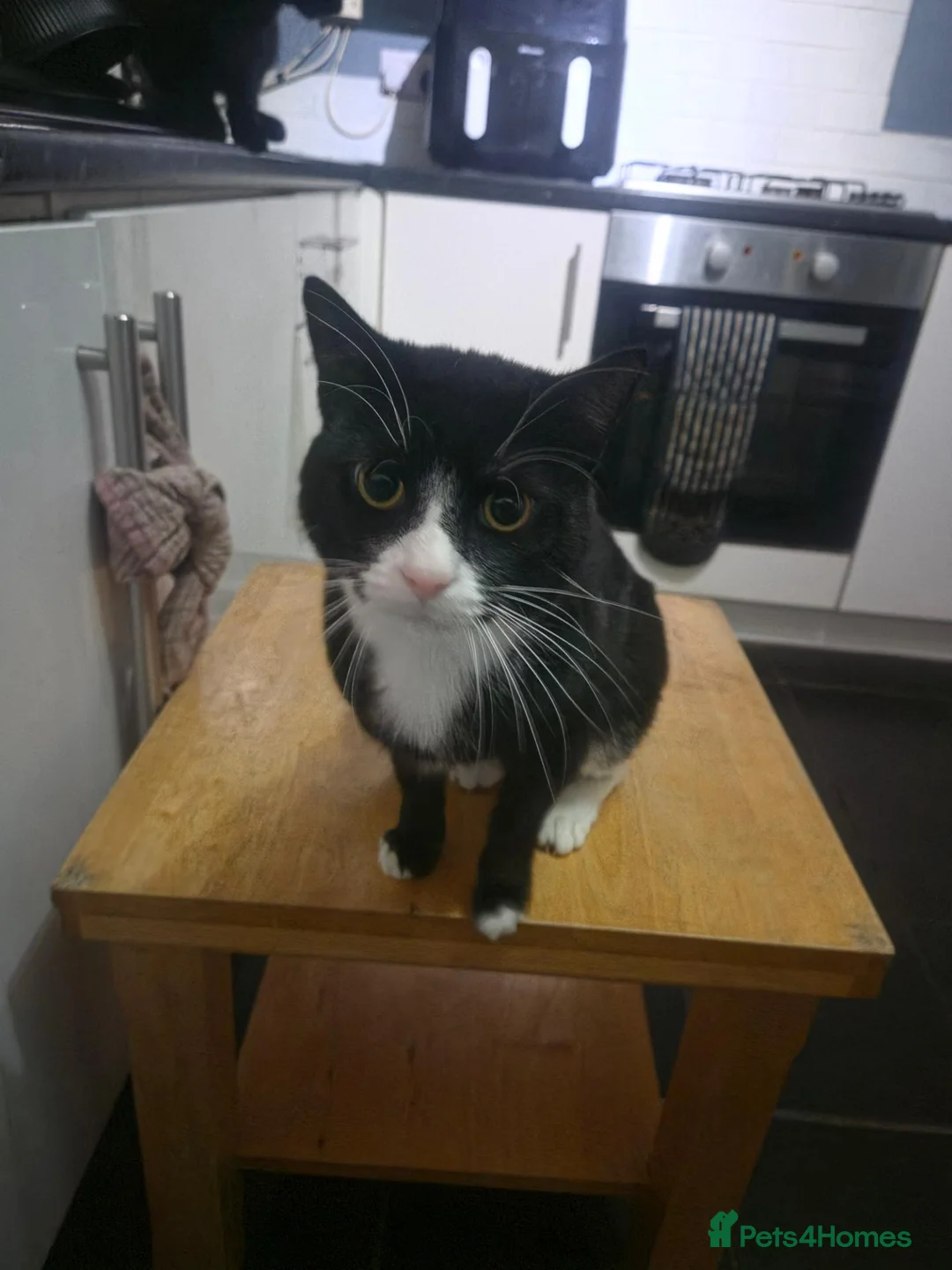 Mixed Breed cats for sale: 2 male black cats - Advert 1