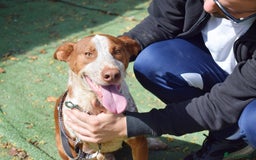 Ibizan Hound dogs for adoption: Fly   - Image 2