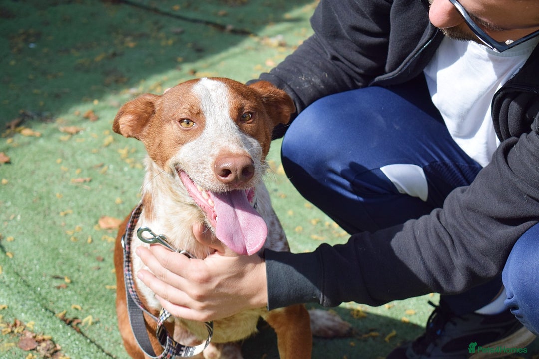 Ibizan Hound dogs for adoption: Fly   - Image 2