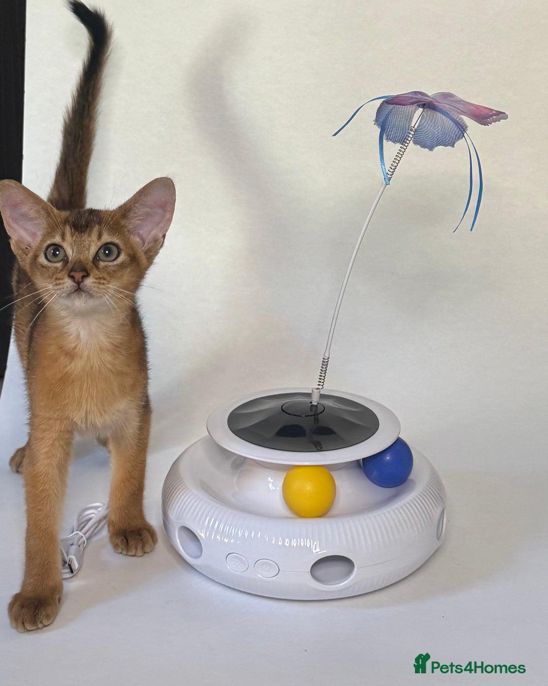 Abyssinian cats for sale: Abyssinian Kitten Boy Tica Show Quality  - Advert 7